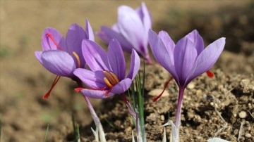 Safran hasadı festivalle yapılacak