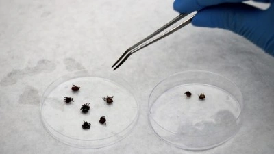 Sağlık Bakanlığından v&uuml;cuda tutunan keneye '&ccedil;ıplak elle dokunmayın' uyarısı