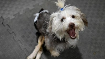 Sahibi vefat eden engelli k&ouml;pek Yumoş, iyileşip yeni yuvasına koşacağı g&uuml;n&uuml; bekliyor