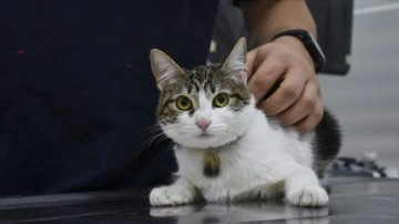 Sahibinin öldüğü evde bakımsızlığa rağmen hayatta kalan kedinin adı 'Mucize' oldu