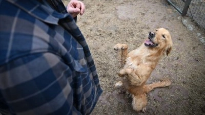 Sahipsiz k&ouml;pekler eğitim ve rehabilitasyon s&uuml;reciyle yeni hayatlarına hazırlanıyor