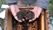 Sakarya'da 60 bin arının zehirlendiği iddiası