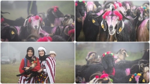 Sakarya'da besiciler rengarenk süsledikleri hayvanlarıyla yaylaya göç etti
