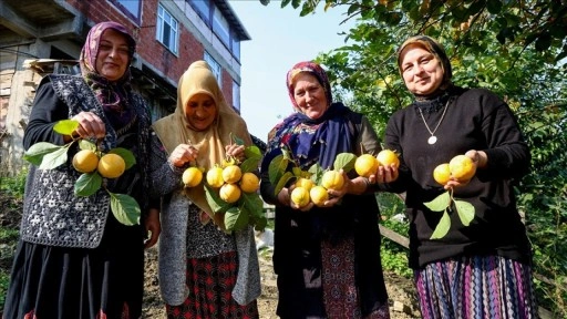 Sakarya'da kadınlar, tescilli cennet hurmasını kurutup satarak aile bütçesine katkı sağlıyor