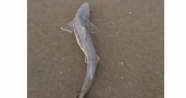 Sakarya'da oltaya köpek balığı yavrusu takıldı
