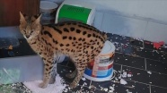 Sakarya'da 'Savannah' cinsi Afrika yaban kedisi ele geçirildi