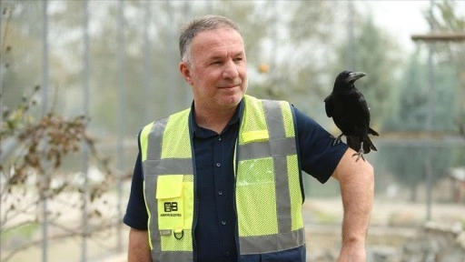 Sakarya'daki tabiat parkında iyileşen karga, insanlara yakınlığıyla dikkati çekiyor