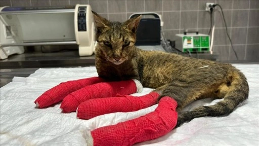 Sakarya'dan Bilecik'e sıçrayan orman yangınında yaralanan kedi tedavi altına alındı