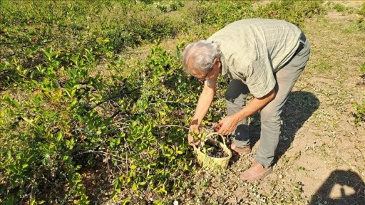 Sakarya'nın 12 ilçesinde yetiştirilen aronyada hasat zamanı