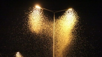 Sakarya'da birgün sineklerinin "ölüm uçuşu" başladı