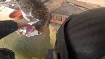 Sakarya'da kuryenin mama siparişini hamile kediye ulaştırdığı anlar kamerada