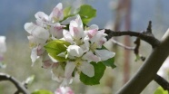 'Sakin şehir'in elma ağaçları çiçek açtı