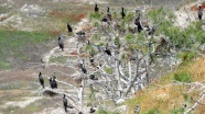 'Saklı cennet'te kuş sayısında rekor artış