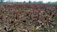 'Salep orkidesi' Samsunlu çiftçinin yeni gelir kapısı oldu