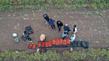 Salgında memleketine dönüp kiraladığı tarlada tonlarca domates üretmeye başladı