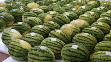 &quot;Şampiyon adayı&quot; karpuzlar festival için korunuyor