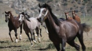 Şampiyon adayı safkan Arap atları Sultansuyu&#039;nda yetiştiriliyor