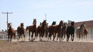 Şampiyon atların elit tayları 'yeni rekor umuduyla' satışa sunulacak