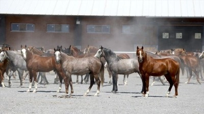 Şampiyon soyundan gelen "elit taylar" hipodromlara hazırlanıyor