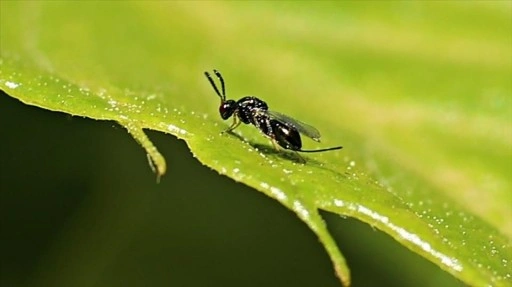 Samsun'da kestane gal arısı ile biyolojik mücadele için "torymus sinensis" doğaya sal