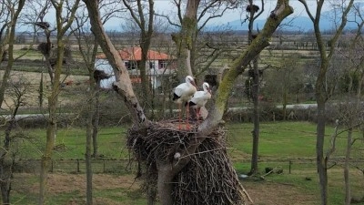 Samsun'da Kızılırmak Deltası'na baharın m&uuml;jdecisi leylekler gelmeye başladı
