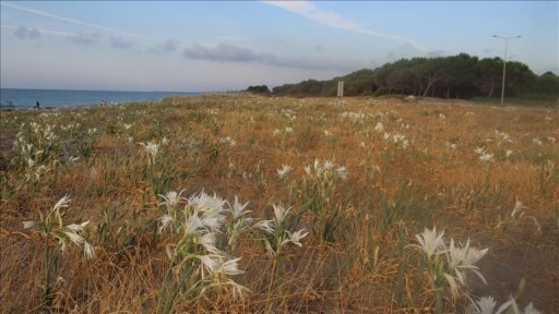 Samsun'da koruma altına alınan kum zambakları Karadeniz sahilini beyaza bürüdü