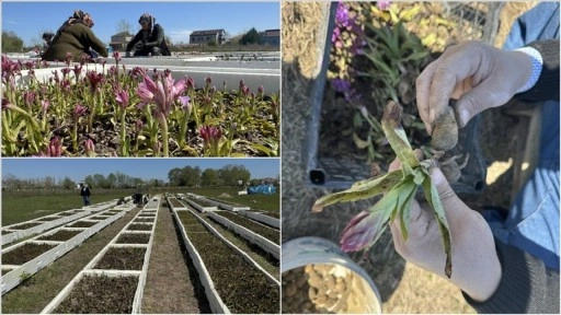 Samsun'da özel izinle üretilen salep orkidesinde hasat mesaisi