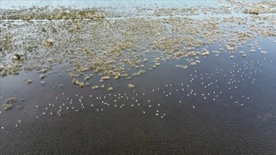 Samsun Kızılırmak Deltası'nda kuşların kulu&ccedil;ka d&ouml;nemi başladı