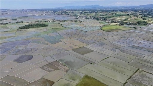 Samsun'un Alaçam ilçesinde 23 bin 800 dekar alanda çeltik ekimi yapılıyor