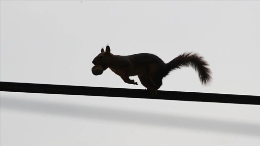 Samsun'un Alaçam ilçesinde sonbahar güzelliklerine sincaplar eşlik ediyor
