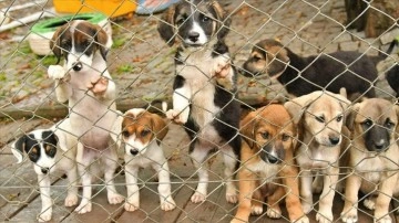 Samsun'da 1 yılda 3 bin 804 sokak hayvanı tedavi edildi