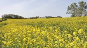 Samsun'da çiçek açan kanola, tarlaları sarıya bürüdü