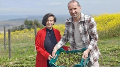 Samsunlu girişimci &ccedil;ift, &uuml;retimine başladıkları ak zambak soğanlarını ihra&ccedil; etmek istiyor