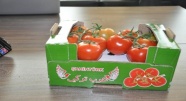 Sandıklı'dan Suudi Arabistan'a domates ihracatı yapılmaya başladı