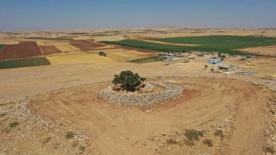 Şanlıurfa'da 13 asırlık zeytin ağacı meyve vermeyi s&uuml;rd&uuml;r&uuml;yor