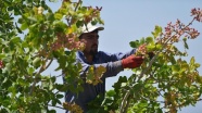 Şanlıurfa'da Antep fıstığı hasadı telaşı