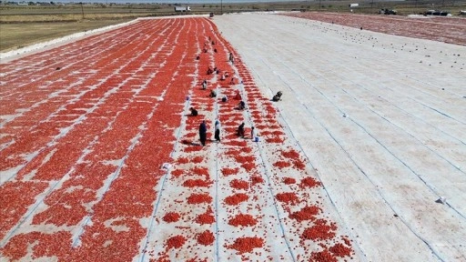 Şanlıurfa'da kuraklık ve aşırı sıcak domates üretimini düşürdü