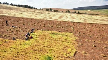 Şanlıurfa'da kırmızı mercimek üretiminde yüksek rekolte beklentisi