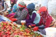 Şanlıurfalı kadınlar ekmeklerini &#039;acıdan&#039; çıkartıyor