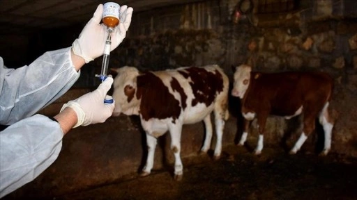 Şap hastalığının yeni serotipine karşı üretilen 6 milyon doz aşı sahaya sevk edildi