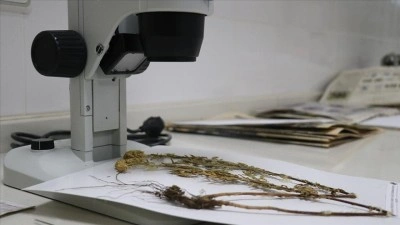Sapanca G&ouml;l&uuml; &ccedil;evresindeki etnobotanik hafıza 112 bitkiyle kayıt altına alındı