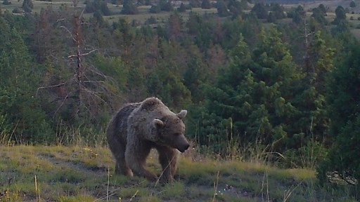 Sarıkamış ormanlarındaki yaban hayatı 19 yıldır yakın takipte