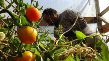 Sarıkamış'ta emekli işçi 2150 rakımda sebze ve meyve yetiştiriyor