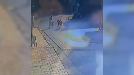 Sarıyer'de kadın ve köpeğine yürüyüş sırasında sokak köpekleri saldırdı