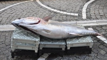 Saros Körfezi'nde avlanan 160 kilogramlık orkinos balıkçı tezgahında ilgi çekti