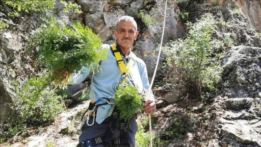 Sarp yamaçlarda kişniş toplayanların zorlu mesaisi
