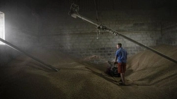 Savaşın sürdüğü Ukrayna'da çiftçiler buğday satmakta zorlanıyor