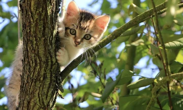 &lsquo;Sayın &Ouml;calan&rsquo; neden ter&ouml;r propagandası değil? -Av. Ayşenaz &Ccedil;imen yazdı-
