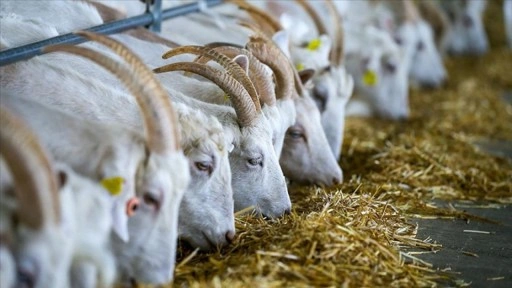 Sektör, koyun ve keçi sütünün tüketiminin artması için projeler geliştirilmesini bekliyor