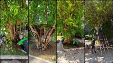 Selanik'teki Atatürk Evi'nde asırlık nar ağacının bakımı yapıldı